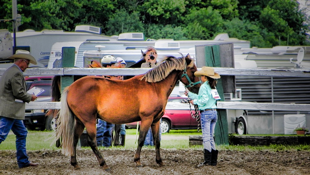4H Horse Judging6 MNbump