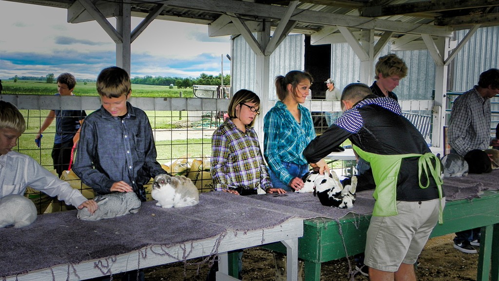 4-H Rabbits-2 – MNbump